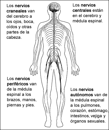 Funciones Principales Del Sistema Nervioso Central Y Sus Partes